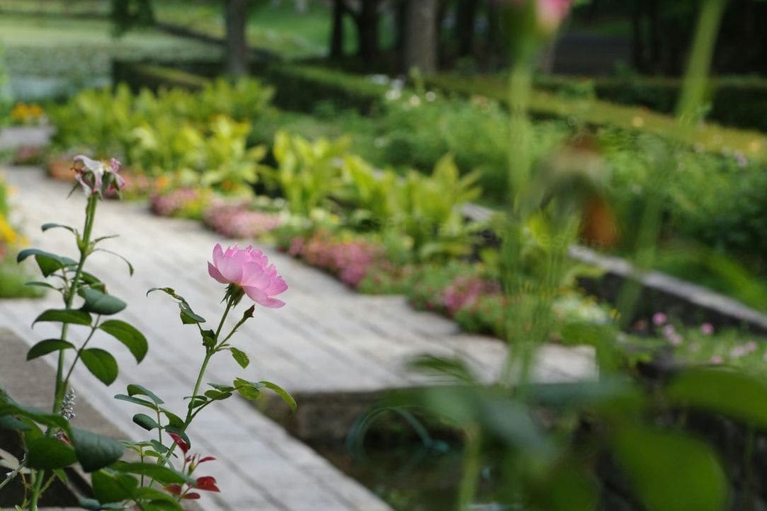 Maple Leaf Garden Design